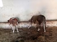 Buğa, Simmental cattle — foto 4