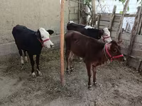 ВРХ (партія, стать не вказано), Казахська білоголова корова — фото 1