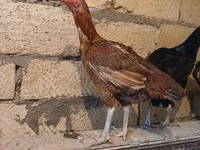 Chickens — foto 4