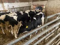 بقرة, Russian Black pied cattle — الصورة 8
