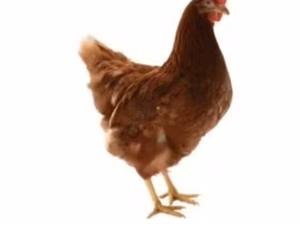 Lohmann Qəhvəyi