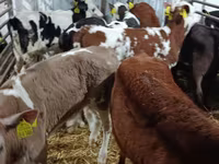 Cow, Limousin cow — photo 7
