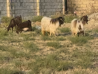 Goat, Goats — photo 1