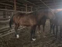 Horse (M), Horses — photo 3