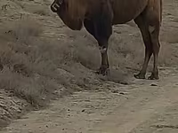 Dişi dəvə, Kazakh Bactrian camel — foto 2