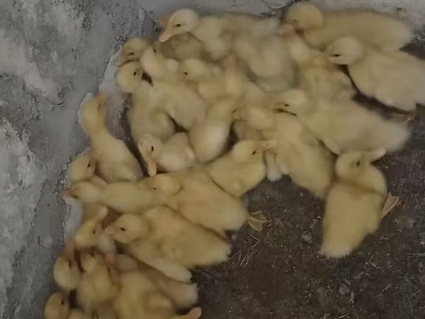 Ducks — Azerbaijan