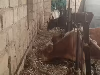 İnək, Simmental cattle — foto 5