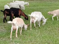 Koza, Saanen goat — foto 1