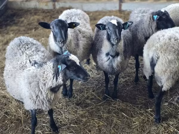 Ram, Romanov sheep
