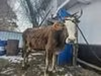 Krowa, Bydło — zdjęcie 4