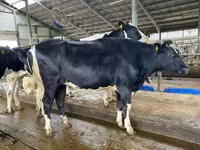 İnək, Yaroslavl cattle — foto 8