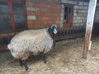 Ram, Sheep — photo 1