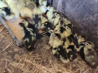 Domestic Muscovy — photo 1