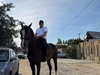 Cavalo, Cavalos — foto 3