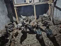 Ducks — foto 2