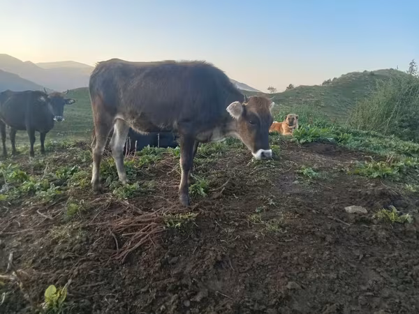 İribuynuzlu mal-qara (partiya, cinsi göstərilməyib), Mal-qara — Azərbaycan