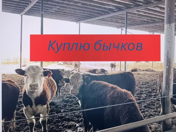 Букачар, Швиц породу