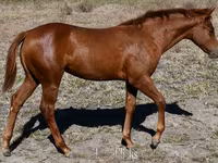 Stute, Quarter Horse — Foto 7