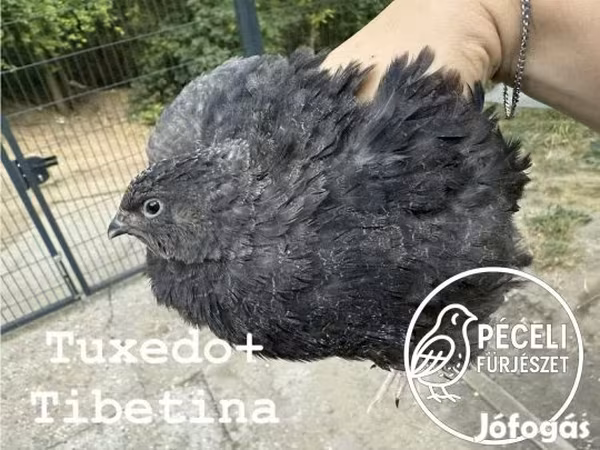 Tuxedo