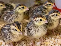 Quails — Foto 3