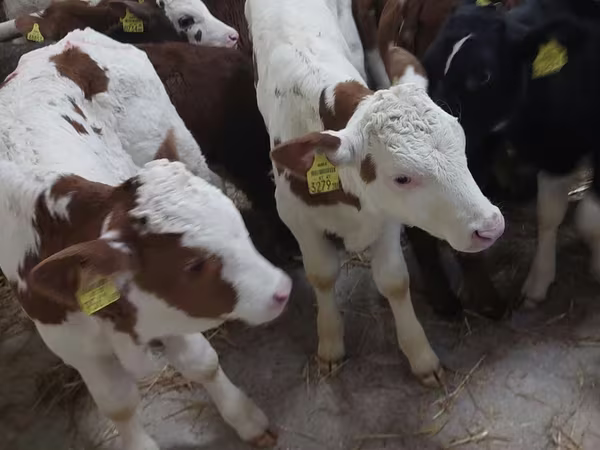 Buğa, Simmental cattle
