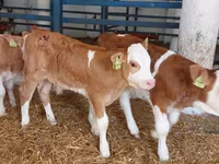 Buğa, Simmental cattle — foto 4
