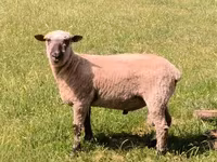 公羊, Shroshire sheep — 照片 1