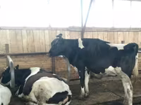 بقرة, Swiss cattle — الصورة 2