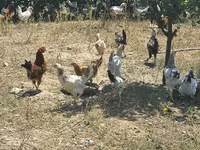 Chickens — foto 2