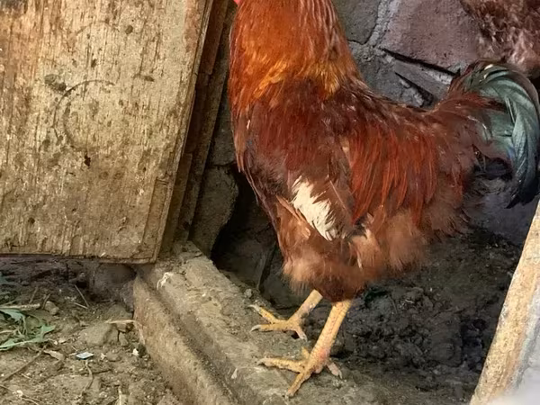 Chickens — أرمينيا