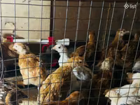 Chickens — foto 1