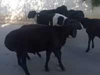 公羊, Sheep — 照片 4