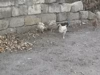 Chickens — Foto 2