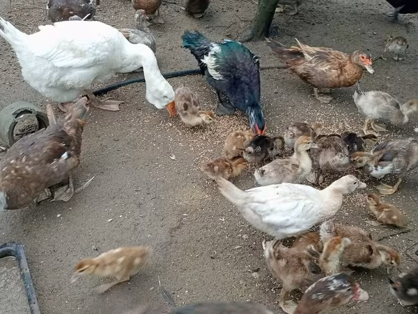 Ducks