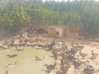 Ducks — photo 4