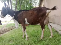 Ziege, Alpine goat — Foto 3