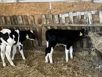 Byk, Russian Black pied cattle — zdjęcie 6