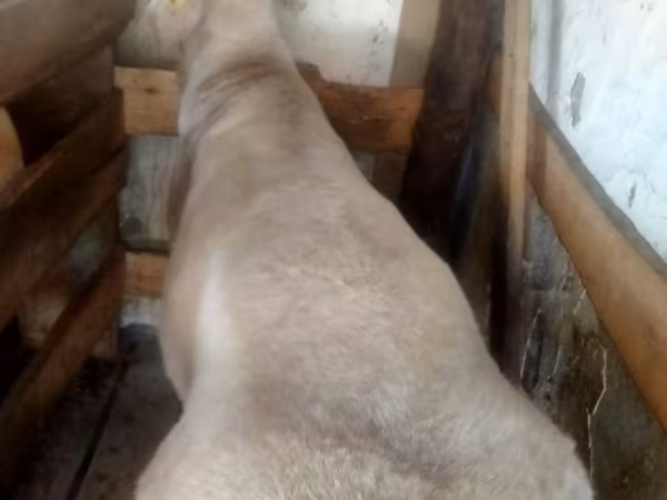 Beran, Arashan sheep
