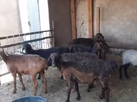 मेढ़ा, भेड़ — फ़ोटो 1
