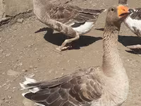 Geese — photo 6