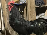 Chickens — photo 2