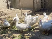 Ducks — फ़ोटो 5