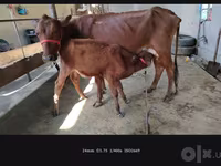 Cow, Cattle — photo 3