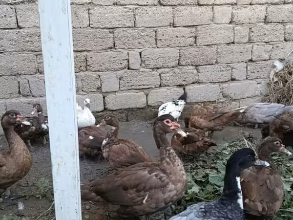 Ducks — Azərbaycan