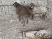 Sheep (batch, sex not specified), Hissar sheep — photo 3