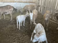 बकरियाँ (लॉट, लिंग निर्दिष्ट नहीं), Alpine goat — फ़ोटो 7
