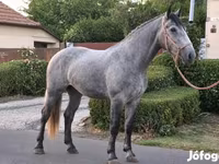 Klisna, Appaloosa — foto 2