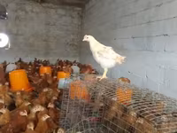 Chickens — Foto 2