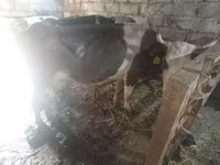 Kuh, Simmental cattle — Foto 3
