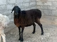 Qoyunlar (partiya, cinsi göstərilməyib), Qoyunlar — foto 3